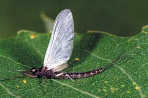 Ephemeroptera subimago