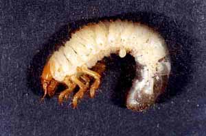 Amphimalon solstitialis larva