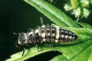 Calvia larva
