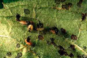 Cassida viridis larva