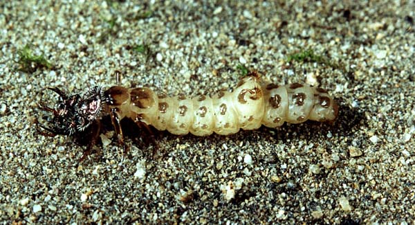 Cicindela restricta larva