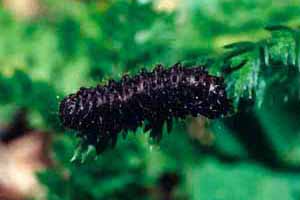 Galeruca tanaceti larva