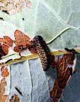 Gonioctena affinis larva
