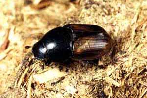 Aphodius erraticus