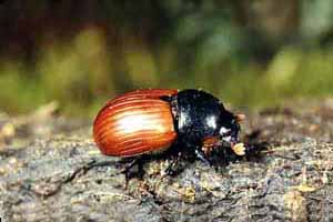 Aphodius fimetarius