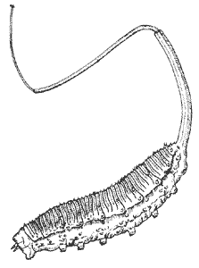 Eristalis tenax larva