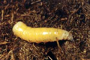 Mesembrina meridionalis larva