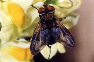 Phasia crassipennis