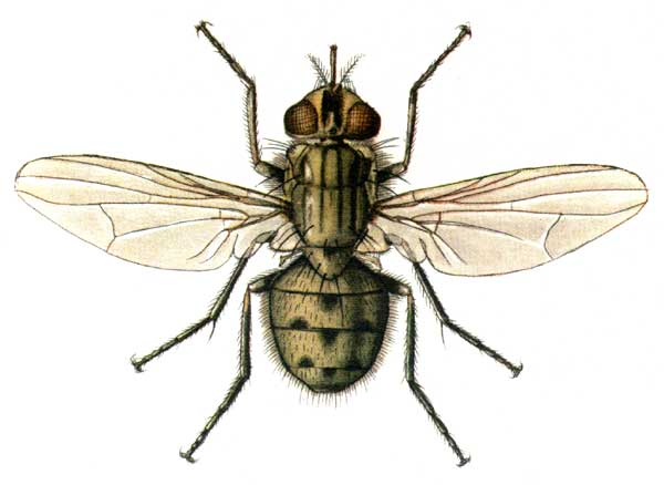 Семейство мухи настоящие Muscidae