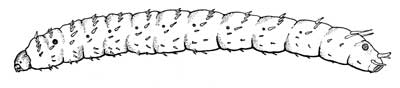 Bibio pomonae larva