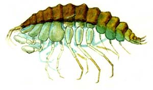 Hyalellopsis (Boeckaxelia) potanini