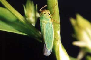 Cicadella viridis