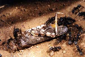 Camponotus saxatilis