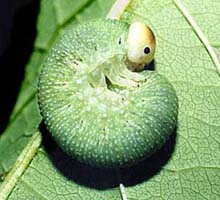 Trichiosoma sachalinensis, larva