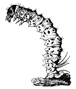 Panorpa communis, larva
