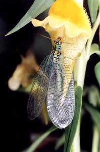 Chrysopa perla