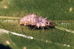 Chrysopa sp., larva
